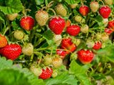 agar strawberry cepat berbuah